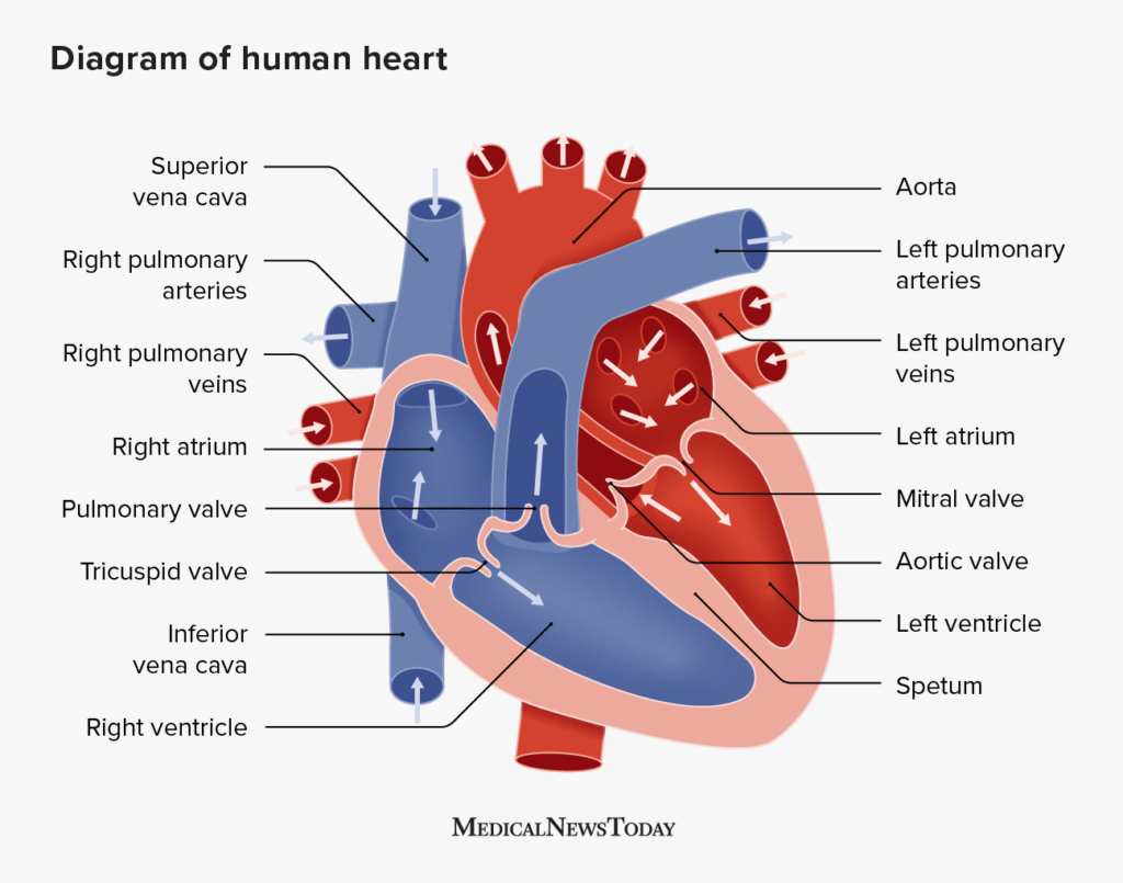 The human heart