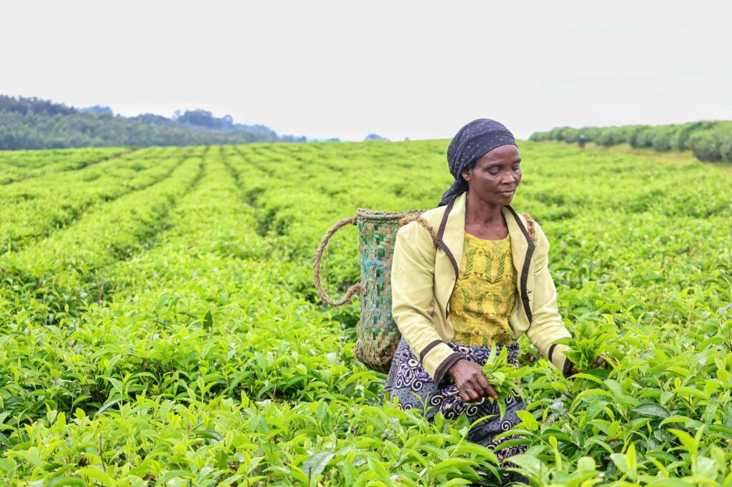 African woman farmer harvesting crops in the field.